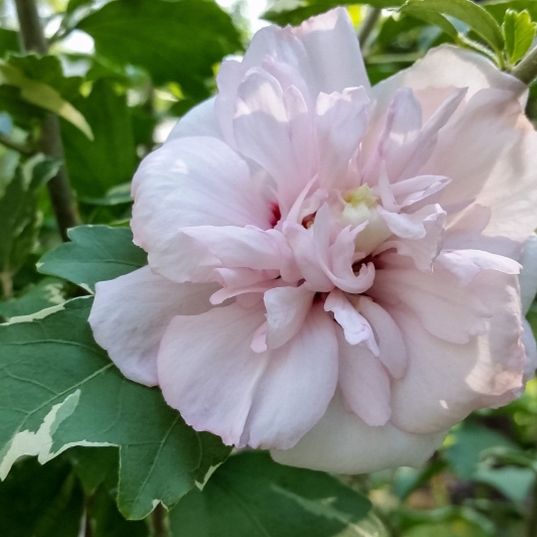 Hibiscus syriacus Sugar Tip