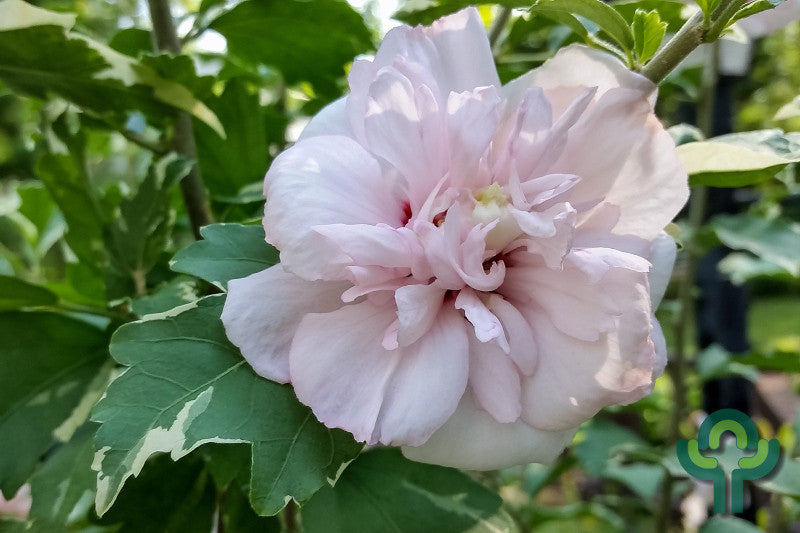 Hibiscus syriacus Sugar Tip