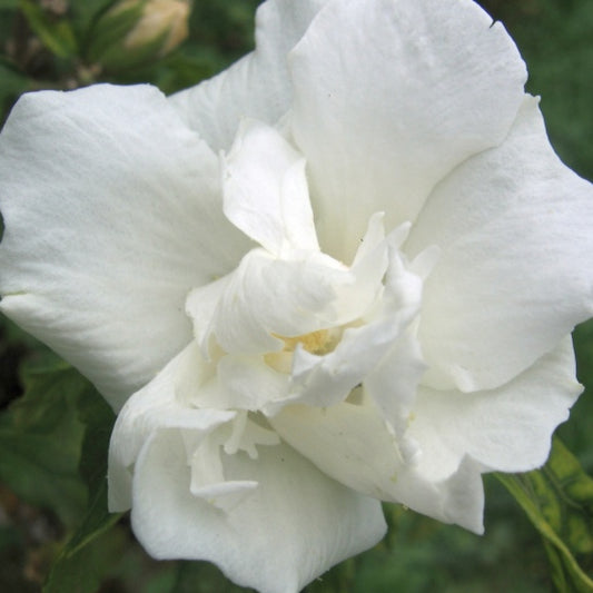 Hibiscus syriacus 'Admiral Dewey'