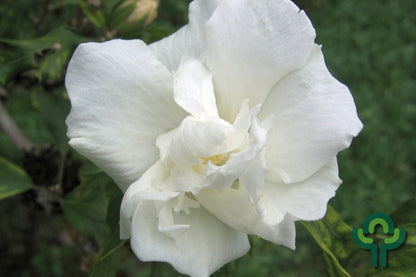 Hibiscus syriacus 'Admiral Dewey'