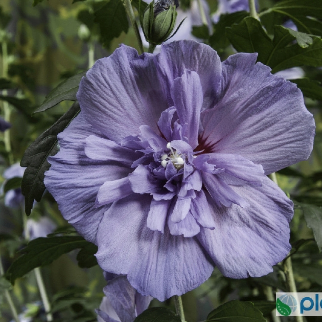 Hibiscus syriacus 'Blue-Chiffon' ®