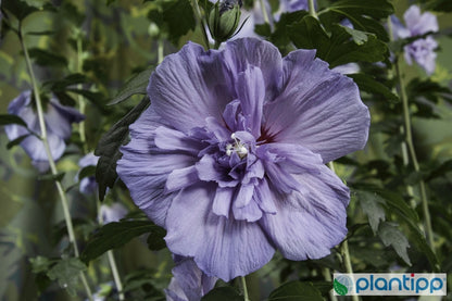 Hibiscus syriacus 'Blue-Chiffon' ®