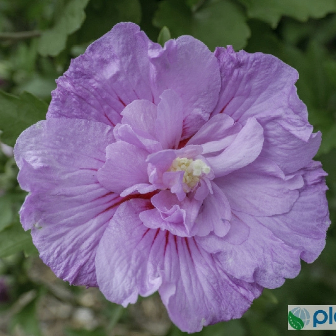 Hibiscus syriacus 'Lavender-Chiffon' ®