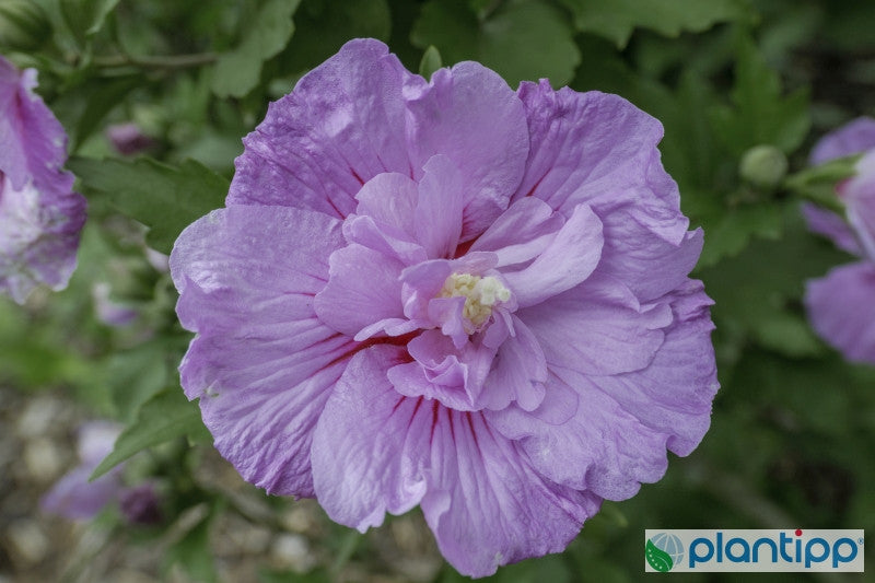 Hibiscus syriacus 'Lavender-Chiffon' ®