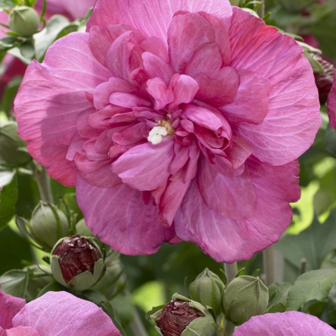 Hibiscus syriacus 'Magenta-Chiffon' ®