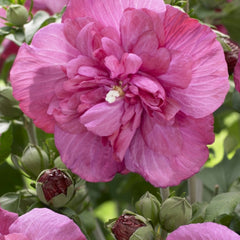 Hibiscus syriacus 'Magenta-Chiffon' ®