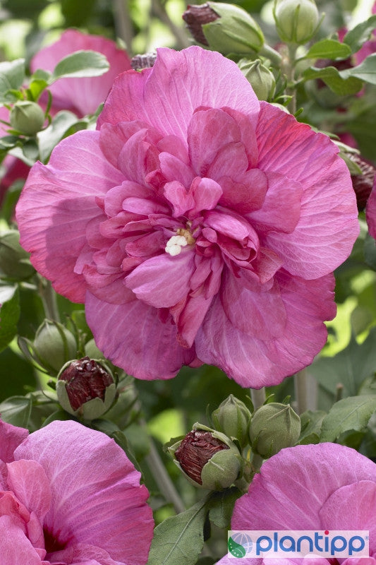 Hibiscus syriacus 'Magenta-Chiffon' ®