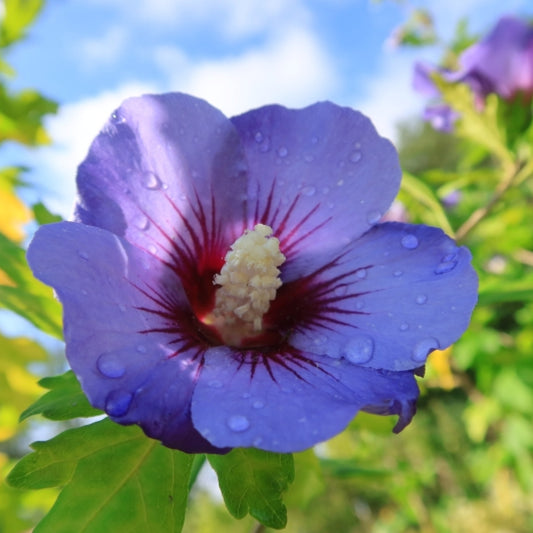 Hibiscus syriacus 'Marina'