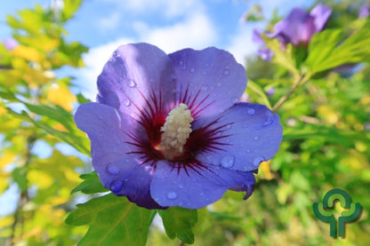 Hibiscus syriacus 'Marina'