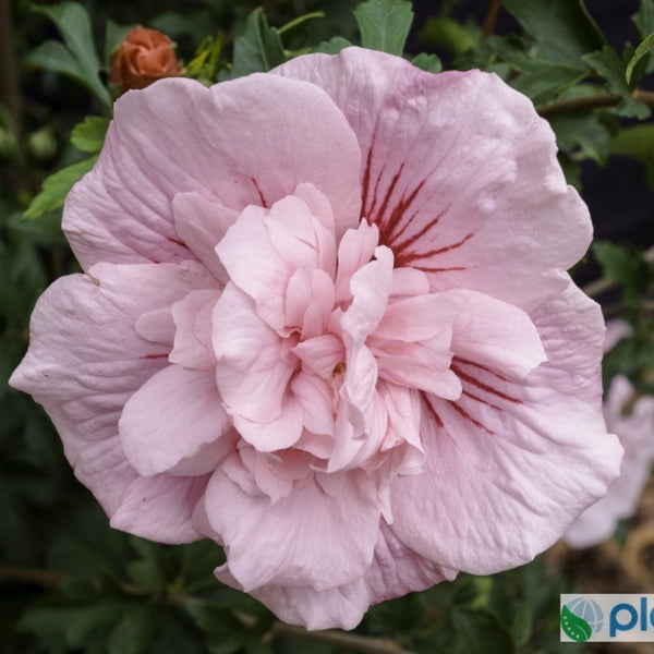 Hibiscus syriacus 'Pink-Chiffon' ®