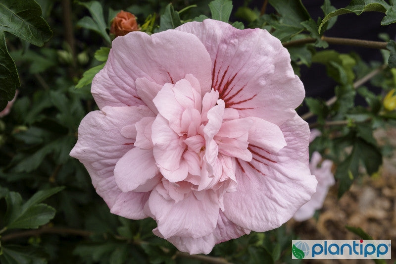 Hibiscus syriacus 'Pink-Chiffon' ®