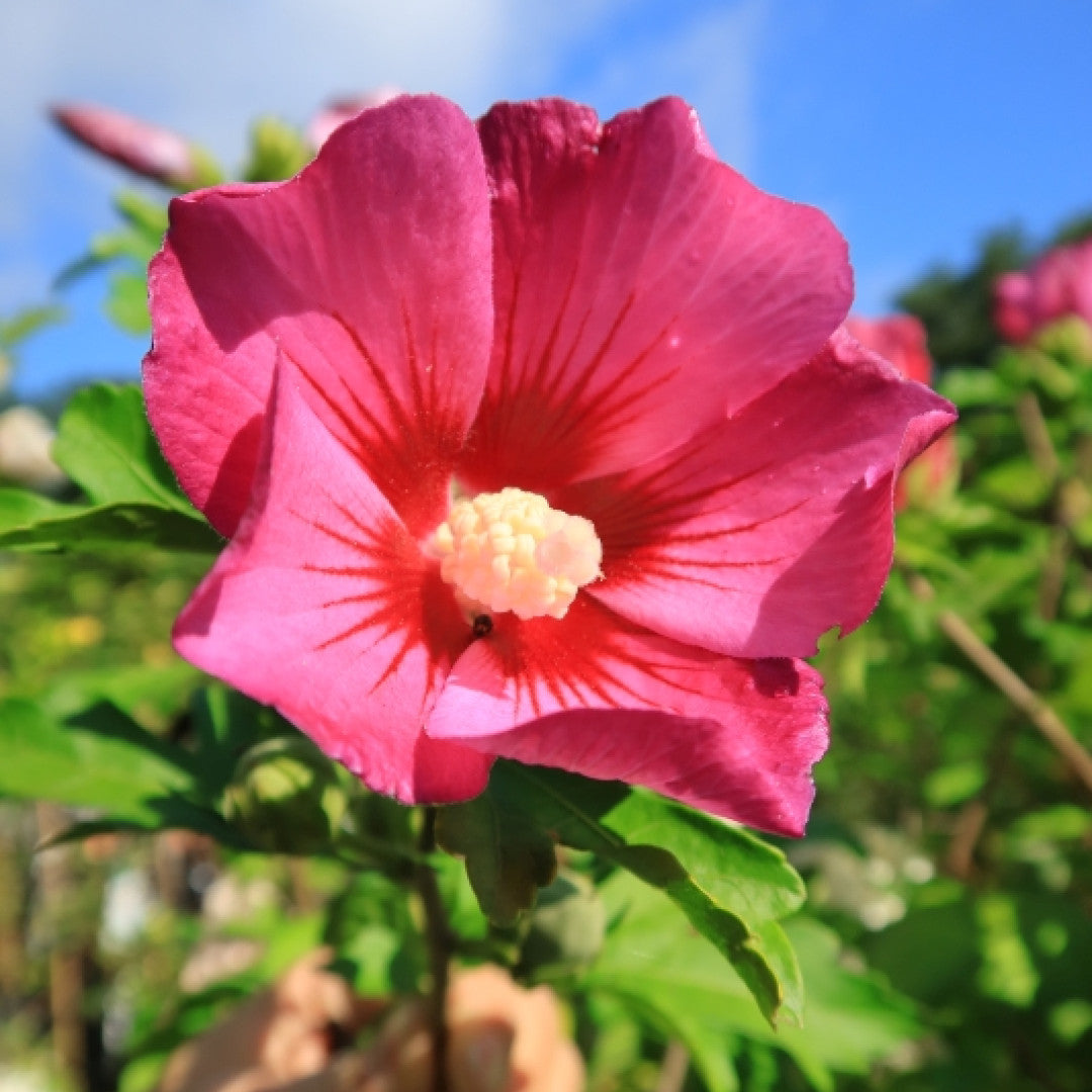 Hibiscus syriacus 'Pink Giant'