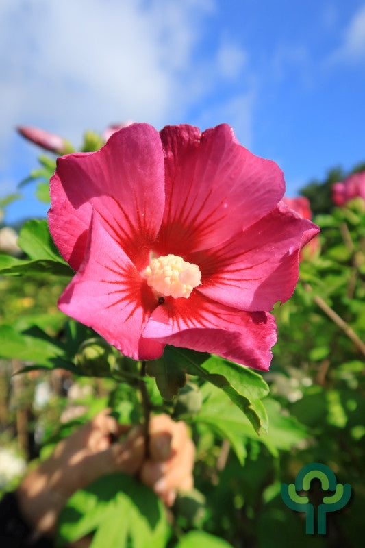 Hibiscus syriacus 'Pink Giant'