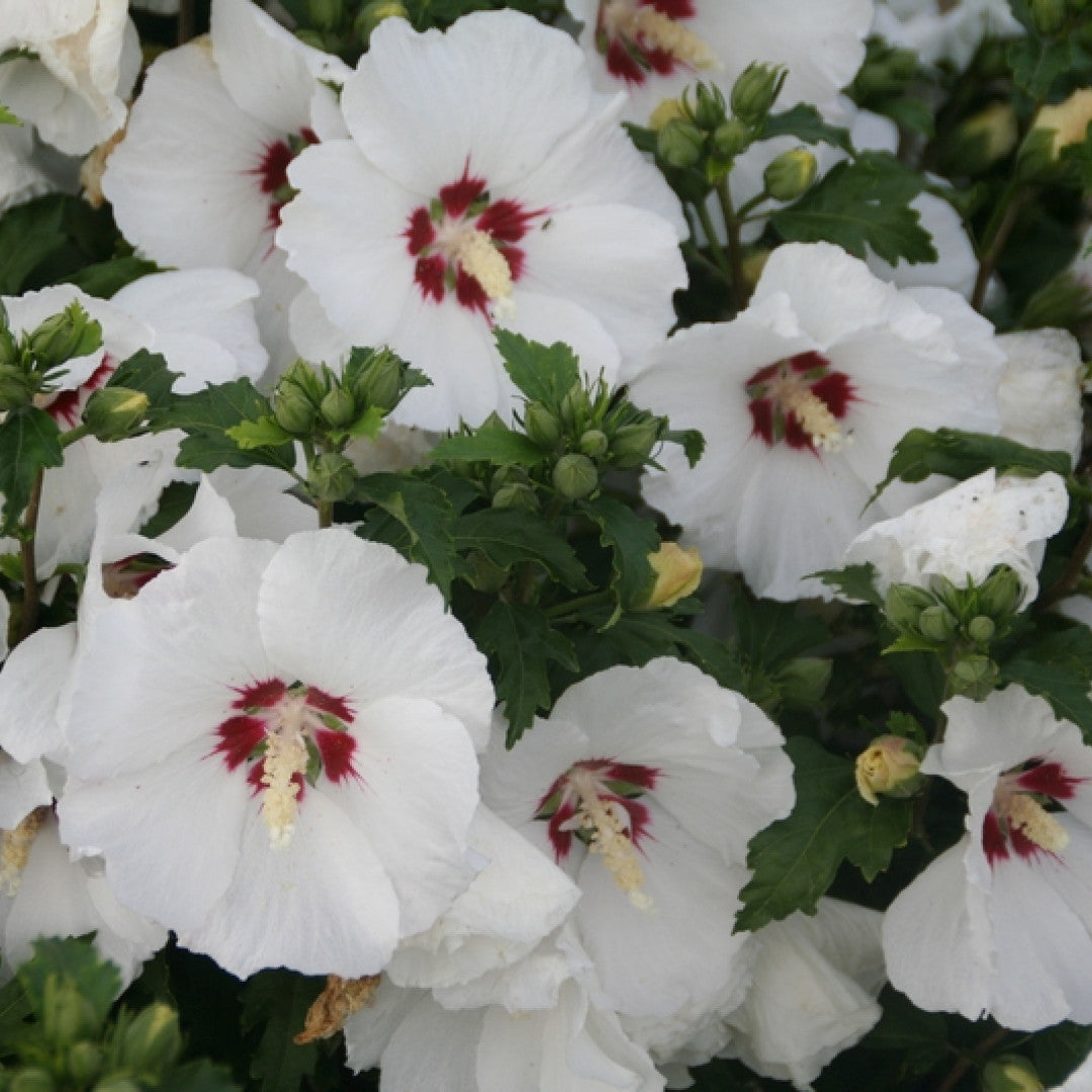 Hibiscus syriacus 'Red Heart'