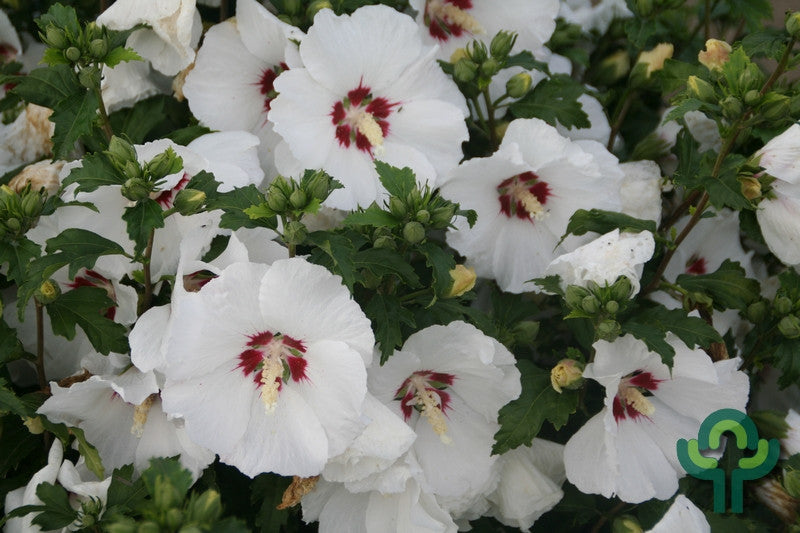 Hibiscus syriacus 'Red Heart'
