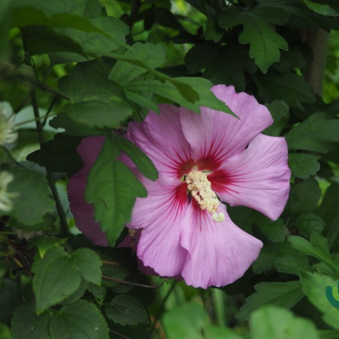 Hibiscus syriacus 'Russian Violet'