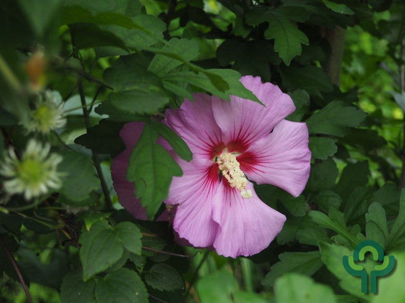 Hibiscus syriacus 'Russian Violet'