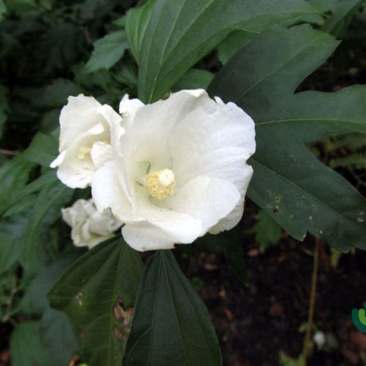Hibiscus syriacus 'Totus Albus'