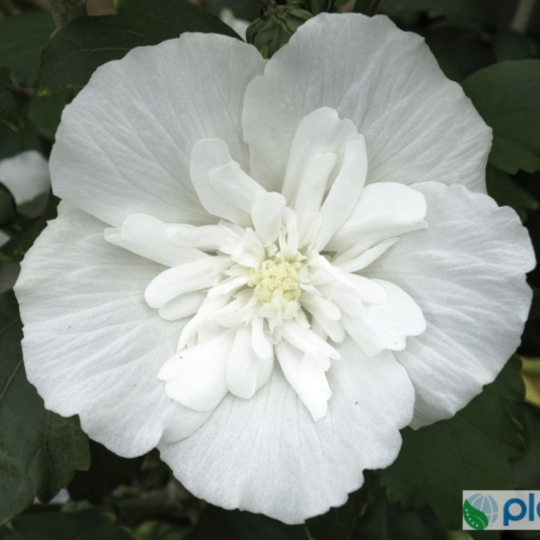 Hibiscus syriacus 'White-Chiffon' ®
