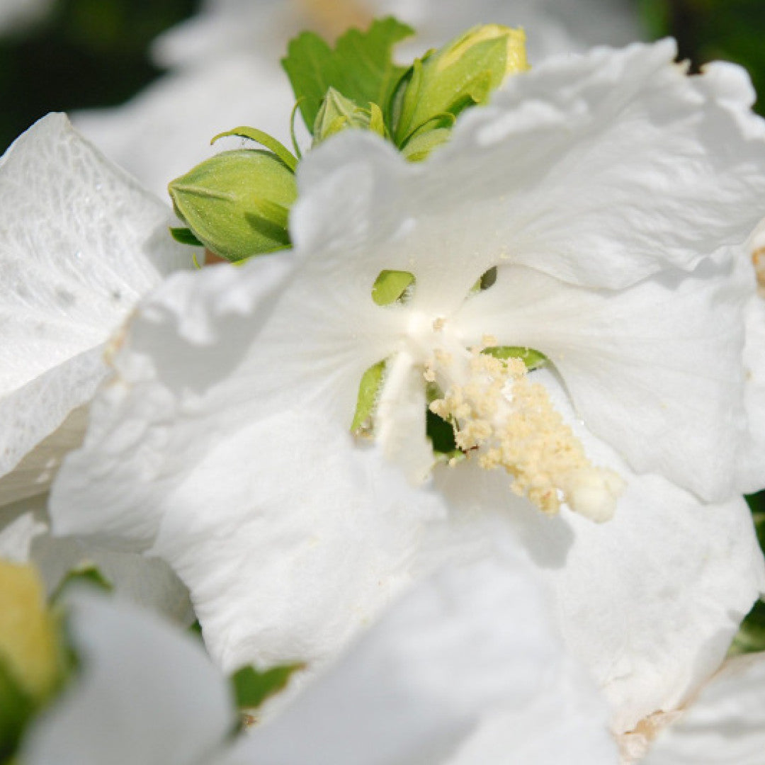 Hibiscus syriacus 'William R. Smith'