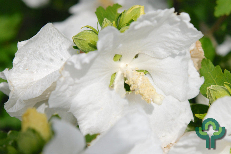 Hibiscus syriacus 'William R. Smith'