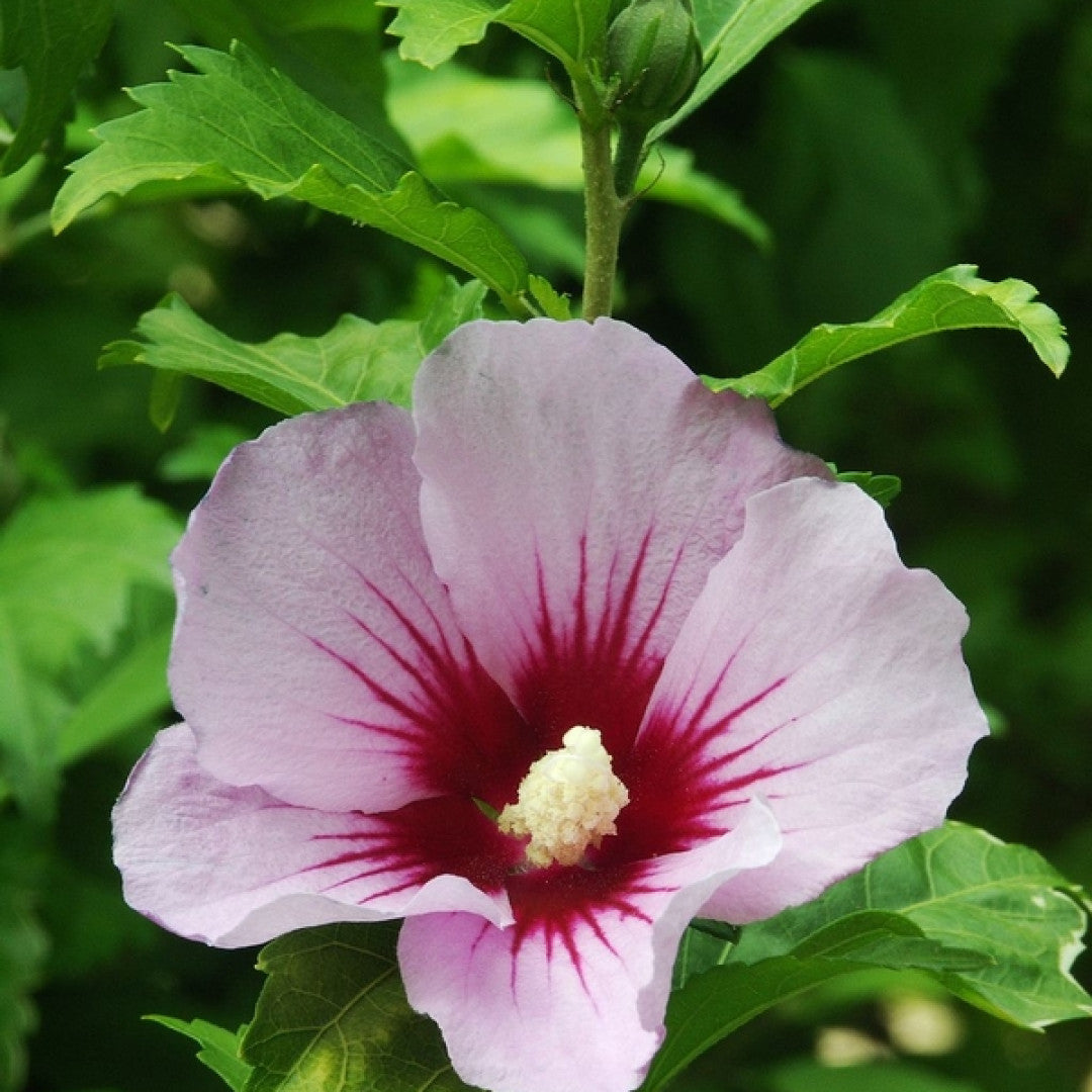 Hibiscus syriacus 'Hamabo'