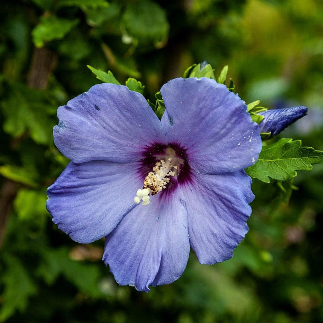 Hibiscus syriacus 'Oiseau Bleu'