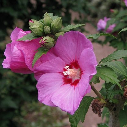 Hibiscus syriacus 'Woodbridge'