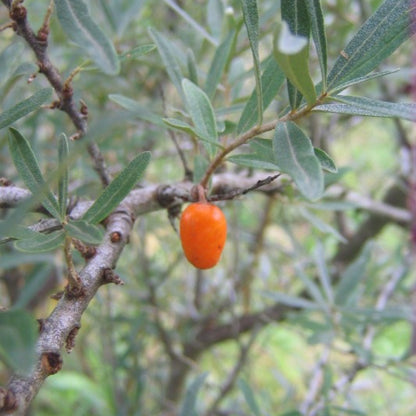 Duindoorn (Hippophae rhamnoides) 'Leikora'
