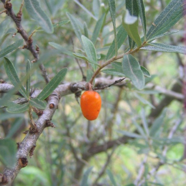 Duindoorn (Hippophae rhamnoides) 'Leikora'