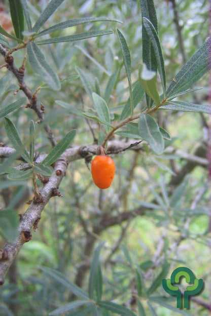 Duindoorn (Hippophae rhamnoides) 'Leikora'