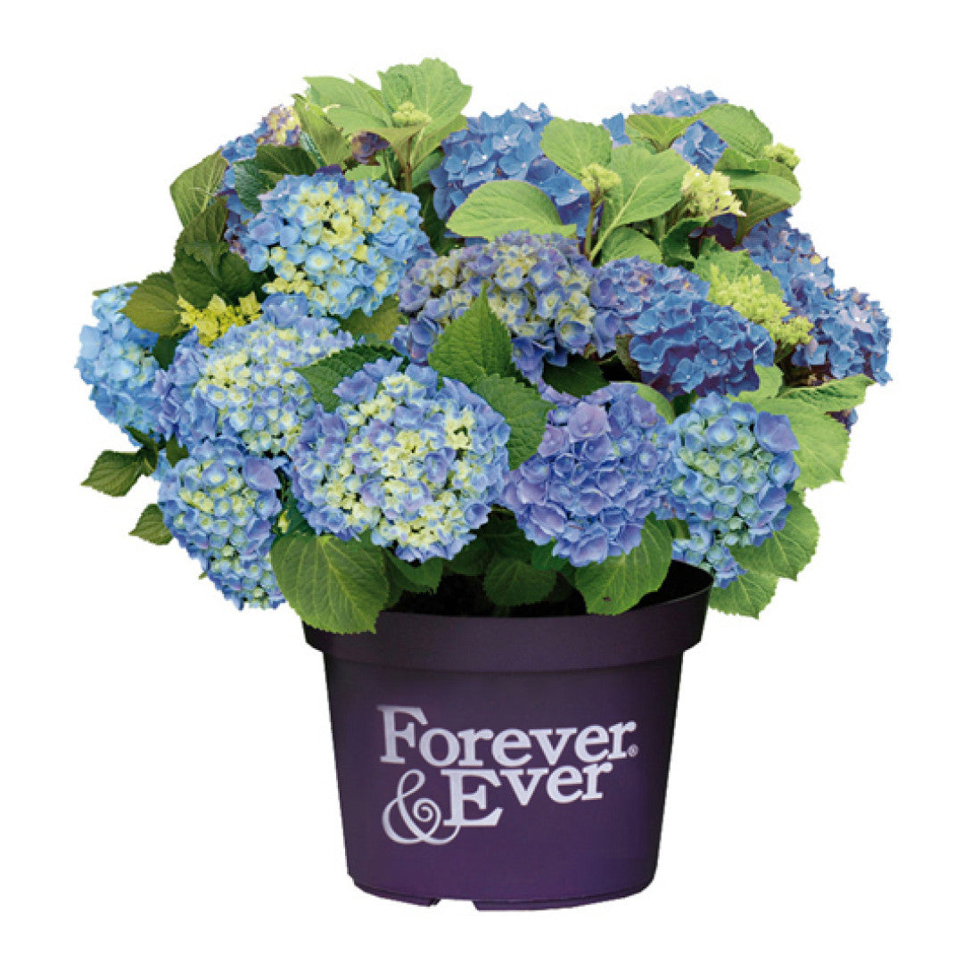 Hydrangea Forever & Ever Blue ®
