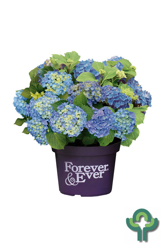 Hydrangea Forever & Ever Blue ®