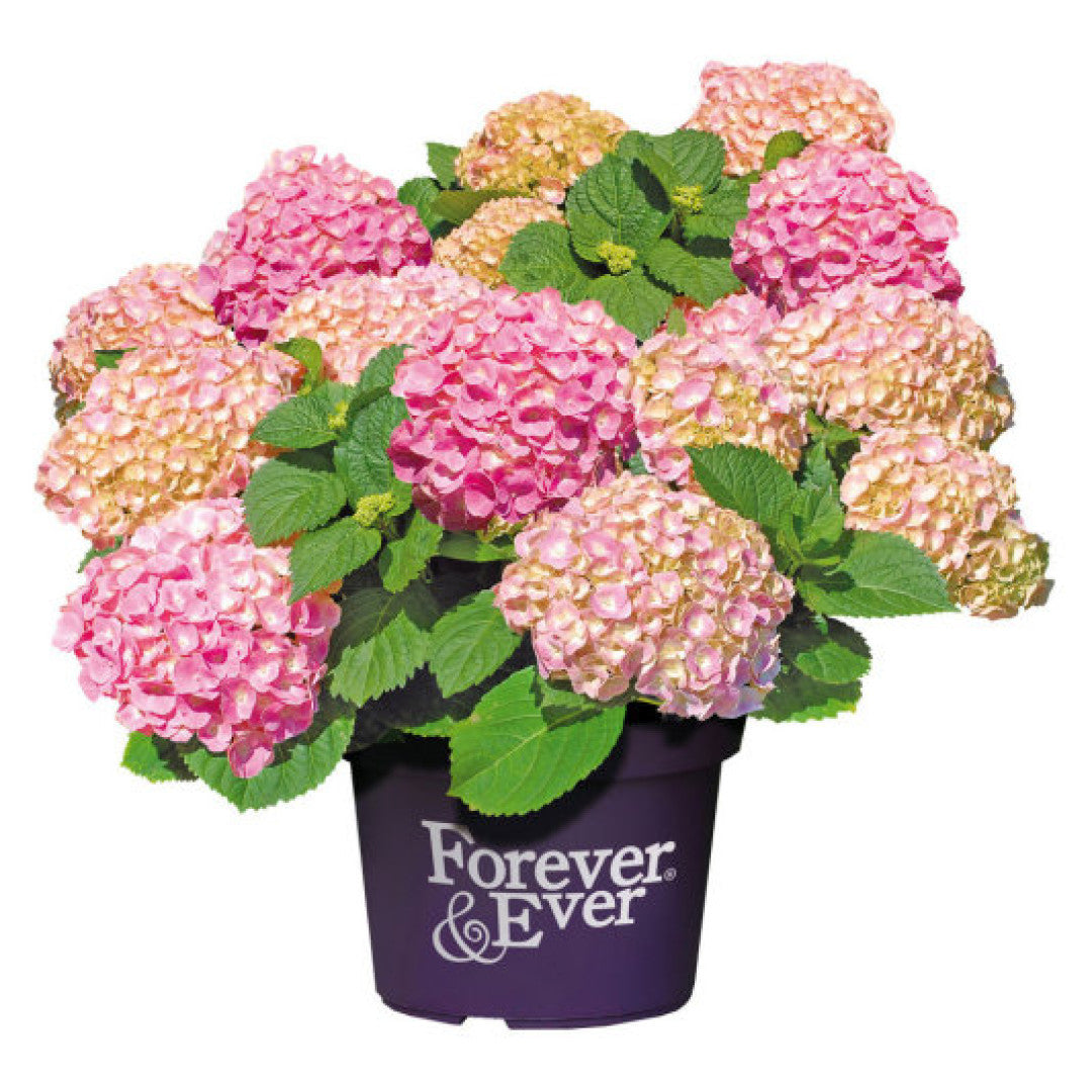 Hydrangea Forever & Ever Pink ®