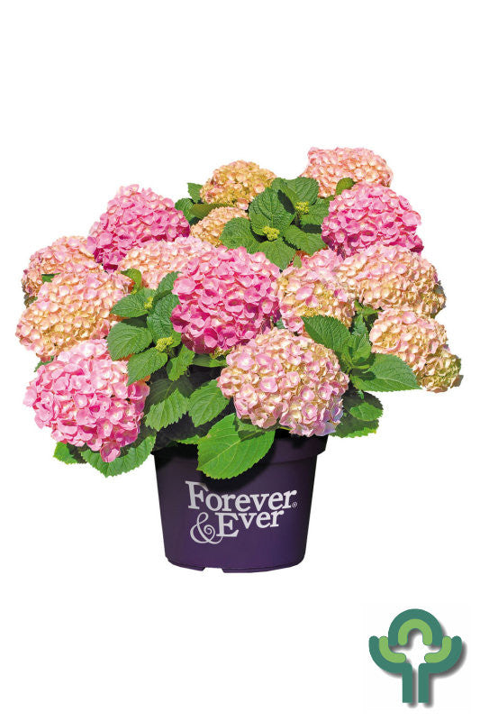 Hydrangea Forever & Ever Pink ®