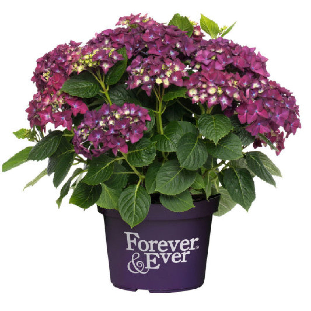 Hydrangea Forever & Ever Purple ®