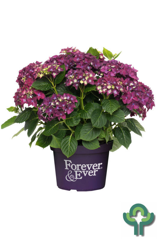 Hydrangea Forever & Ever Purple ®