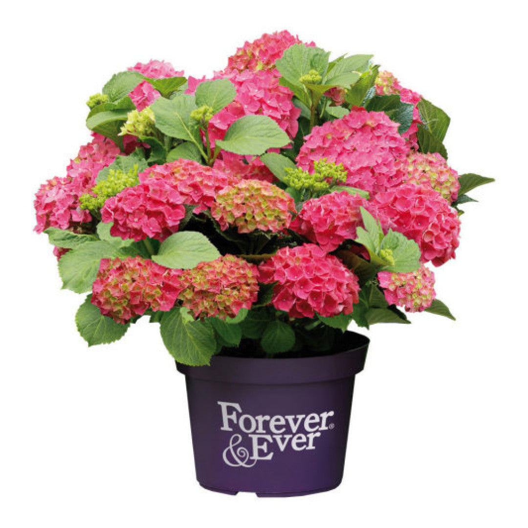 Hydrangea Forever & Ever Red ®