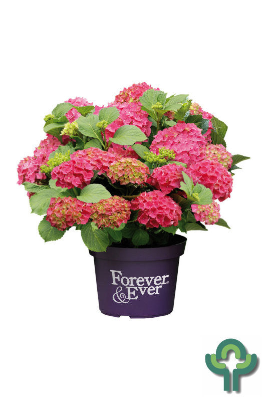 Hydrangea Forever & Ever Red ®