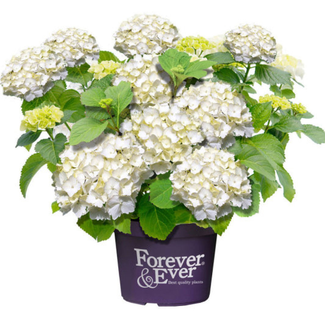 Hydrangea Forever & Ever White ®