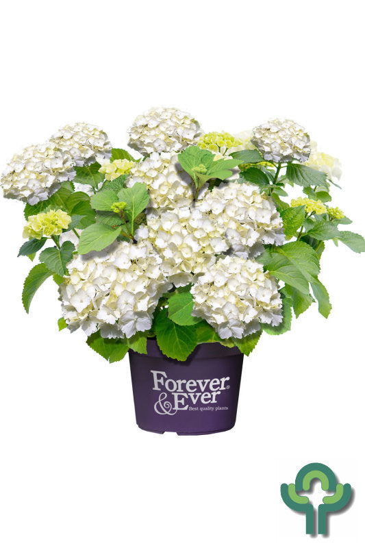 Hydrangea Forever & Ever White ®