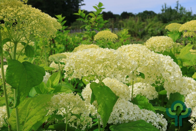 Hydrangea arborescens 'Annabelle'