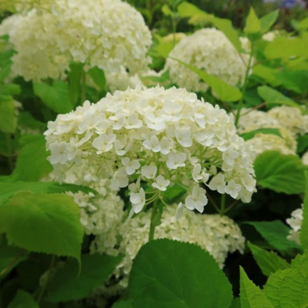 Hydrangea arborescens 'Annabelle'
