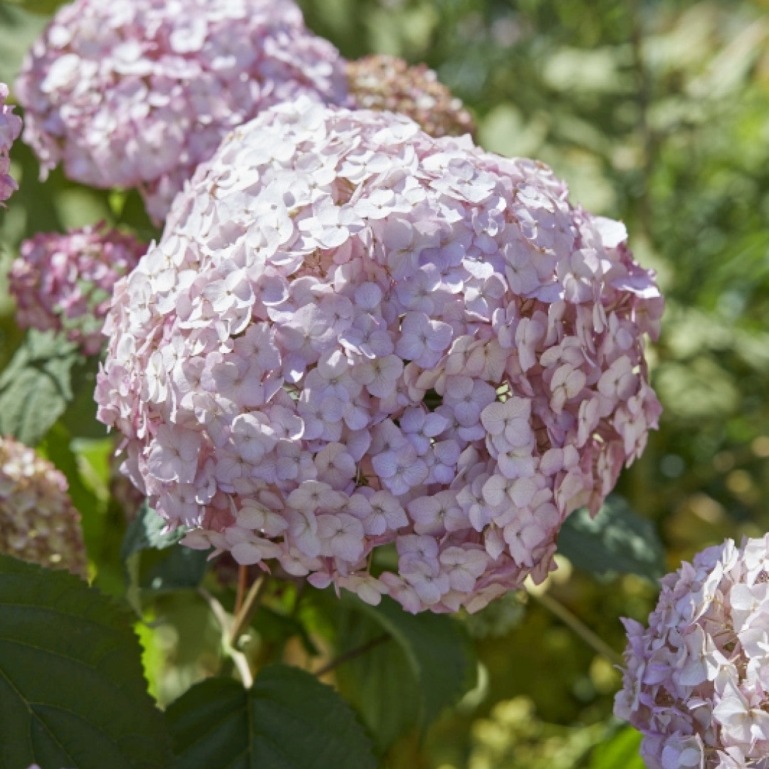 Hydrangea arborescens 'Candybelle ® Bubblegum'