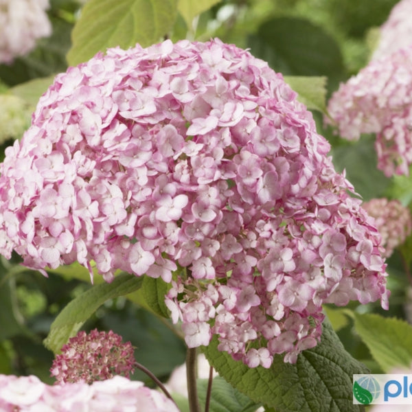 Hydrangea arborescens 'Candybelle ® Bubblegum'
