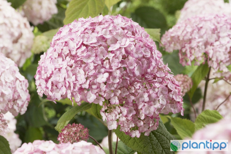 Hydrangea arborescens 'Candybelle ® Bubblegum'