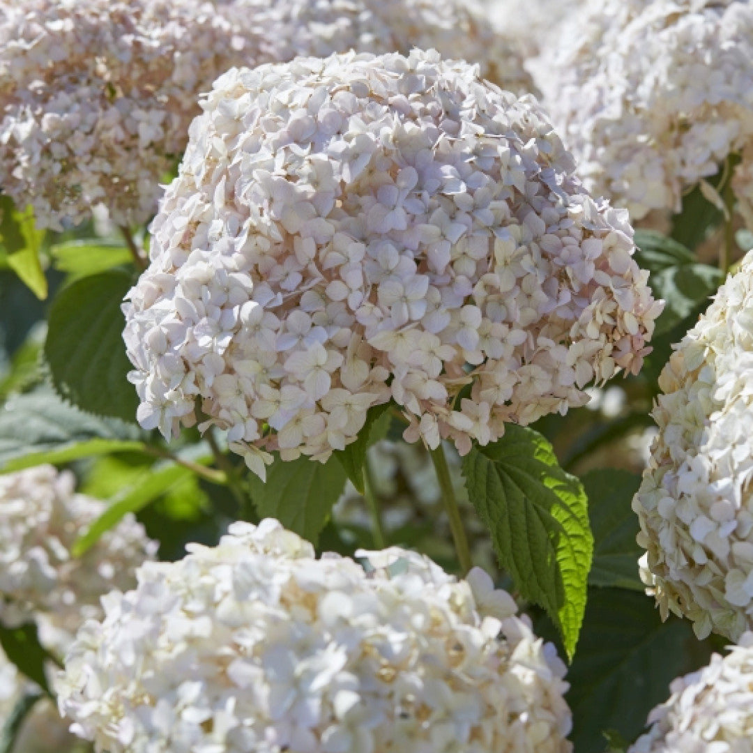 Hydrangea arborescens 'Candybelle ® Marshmellow'