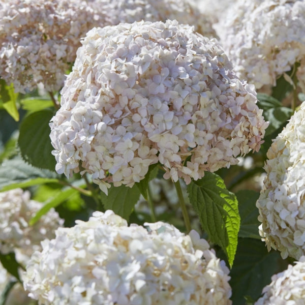 Hydrangea arborescens 'Candybelle ® Marshmellow'