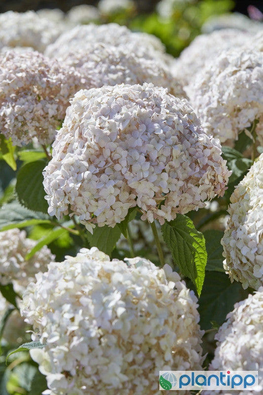 Hydrangea arborescens 'Candybelle ® Marshmellow'
