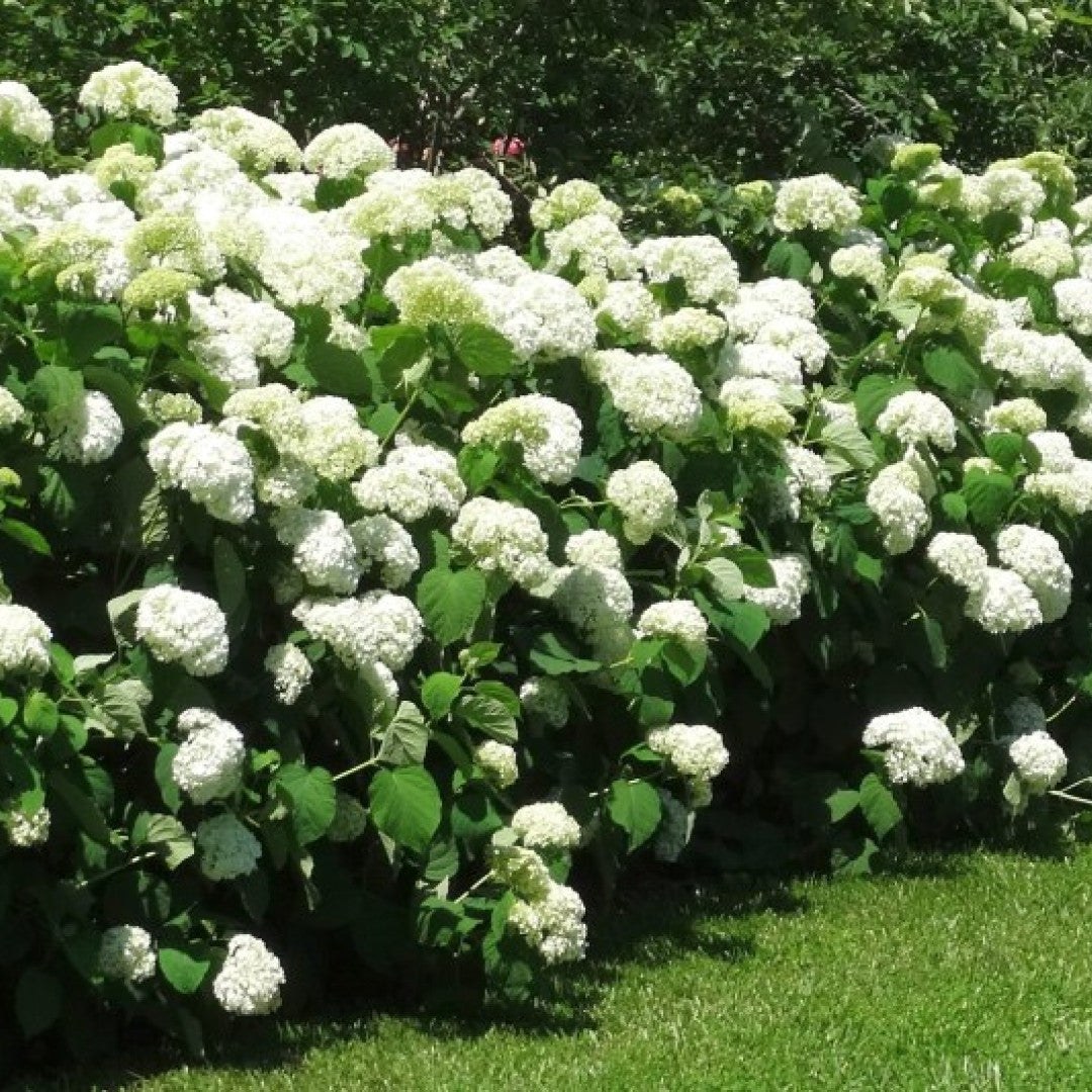 Hydrangea arb. 'Incrediball' ® (= 'Strong Annabelle' ®)